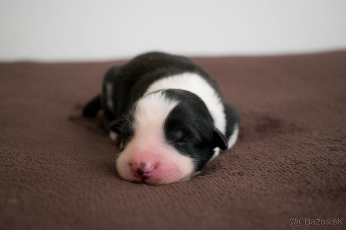 Border Kólia s PP - plánovaný vrh - šteniatka - 2