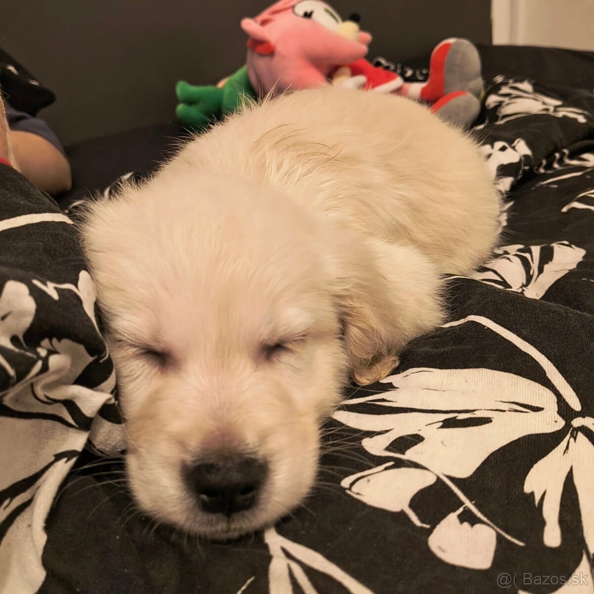 Zlatý retriever - 2