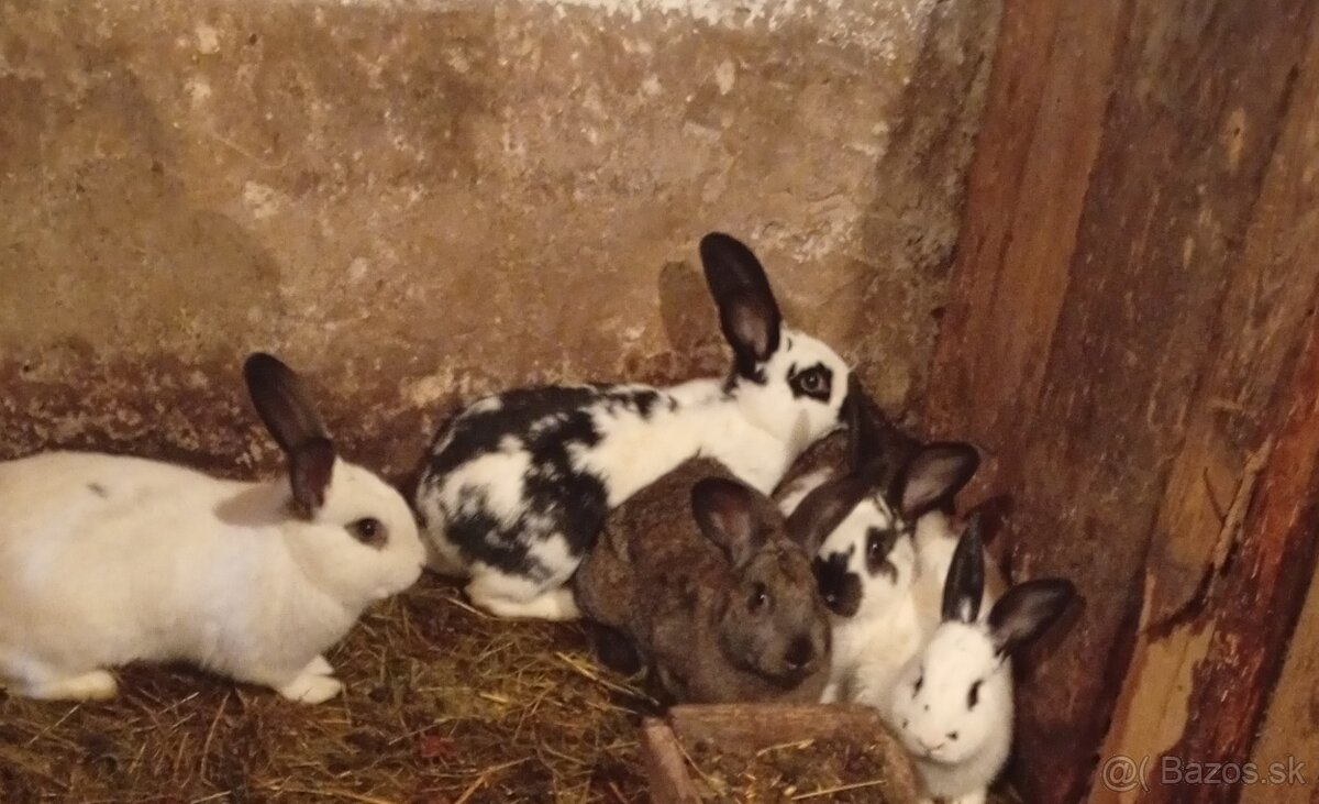 Predám zajace - 2