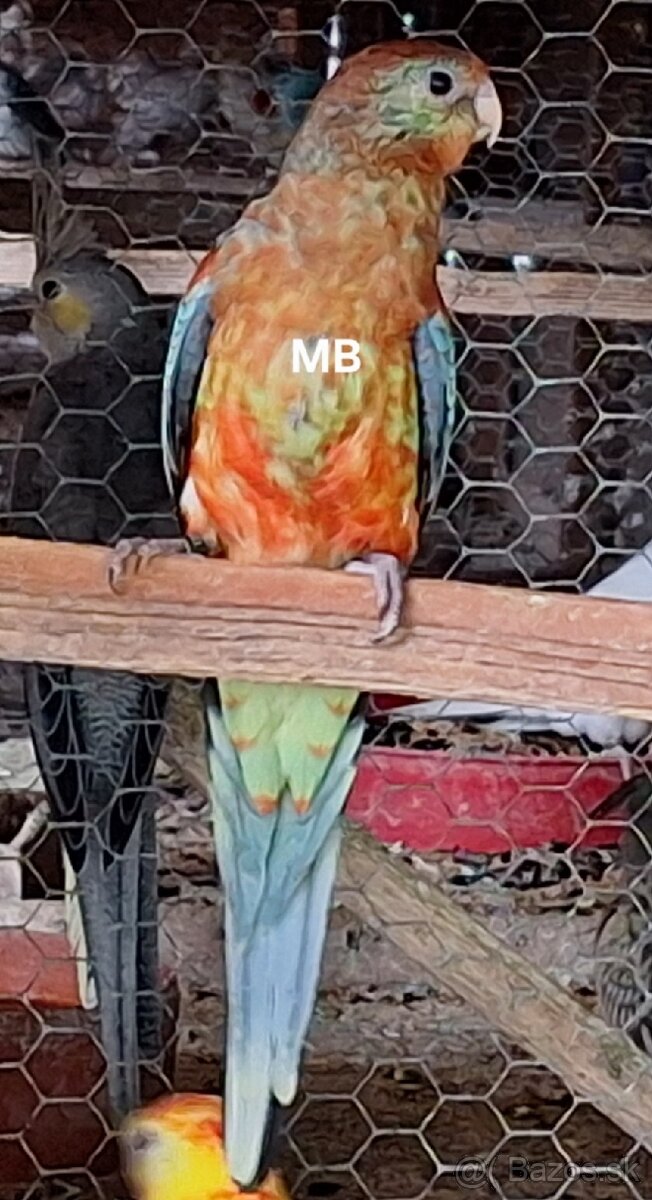 Papagáje mnohofarebné(mnohobarve) - 2