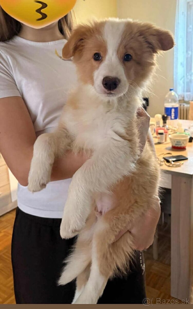 Border kólia, Borderka - 2