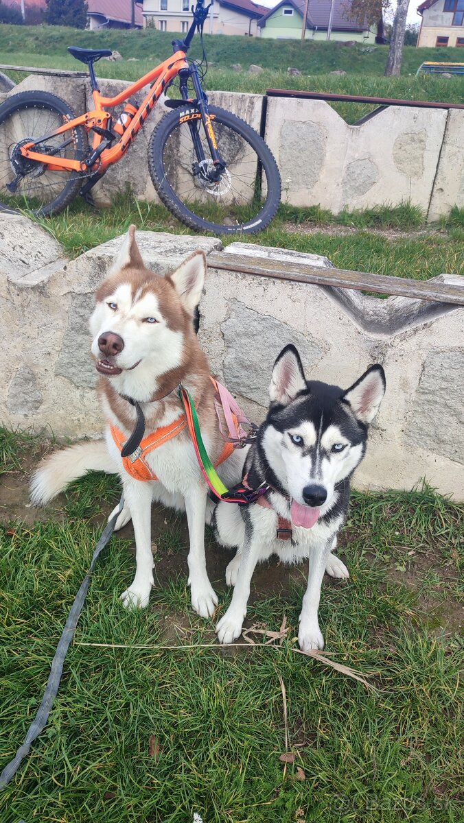 Sibírsky husky na krytie - 2