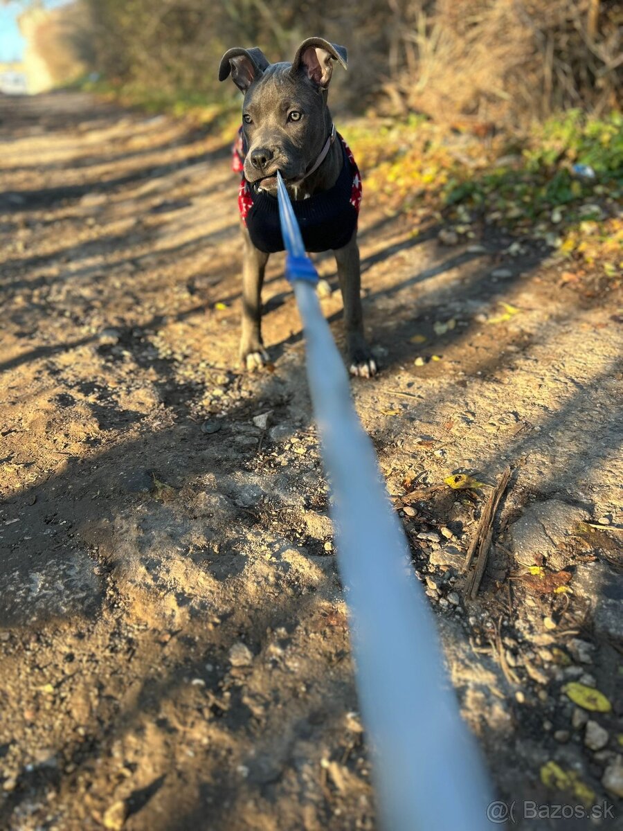 Americký staffor - 2