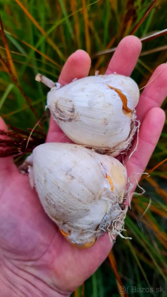 Okrasný cesnak summer drummer 180 cm - 2