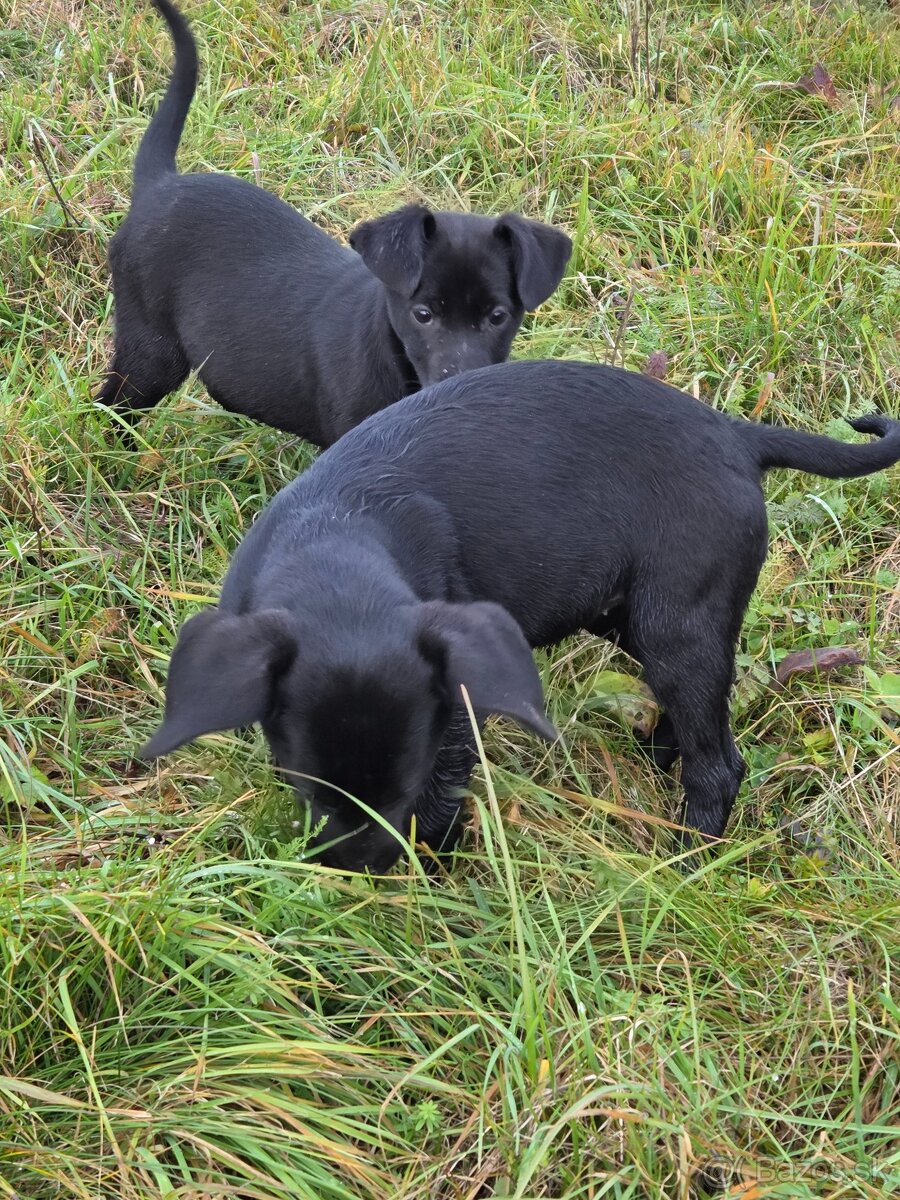 Darujeme šteniatka - 2