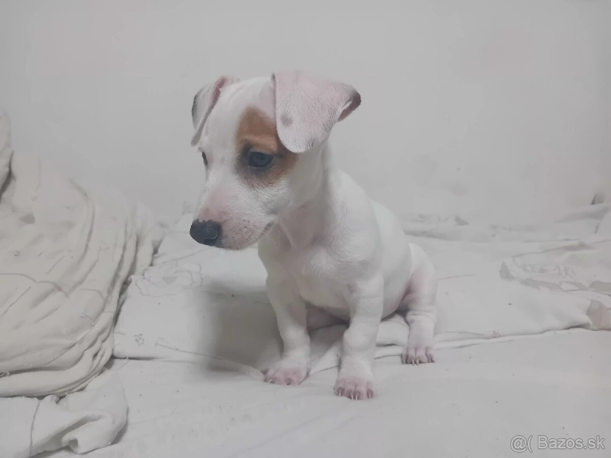 Šteniatka Jack Russell - 2