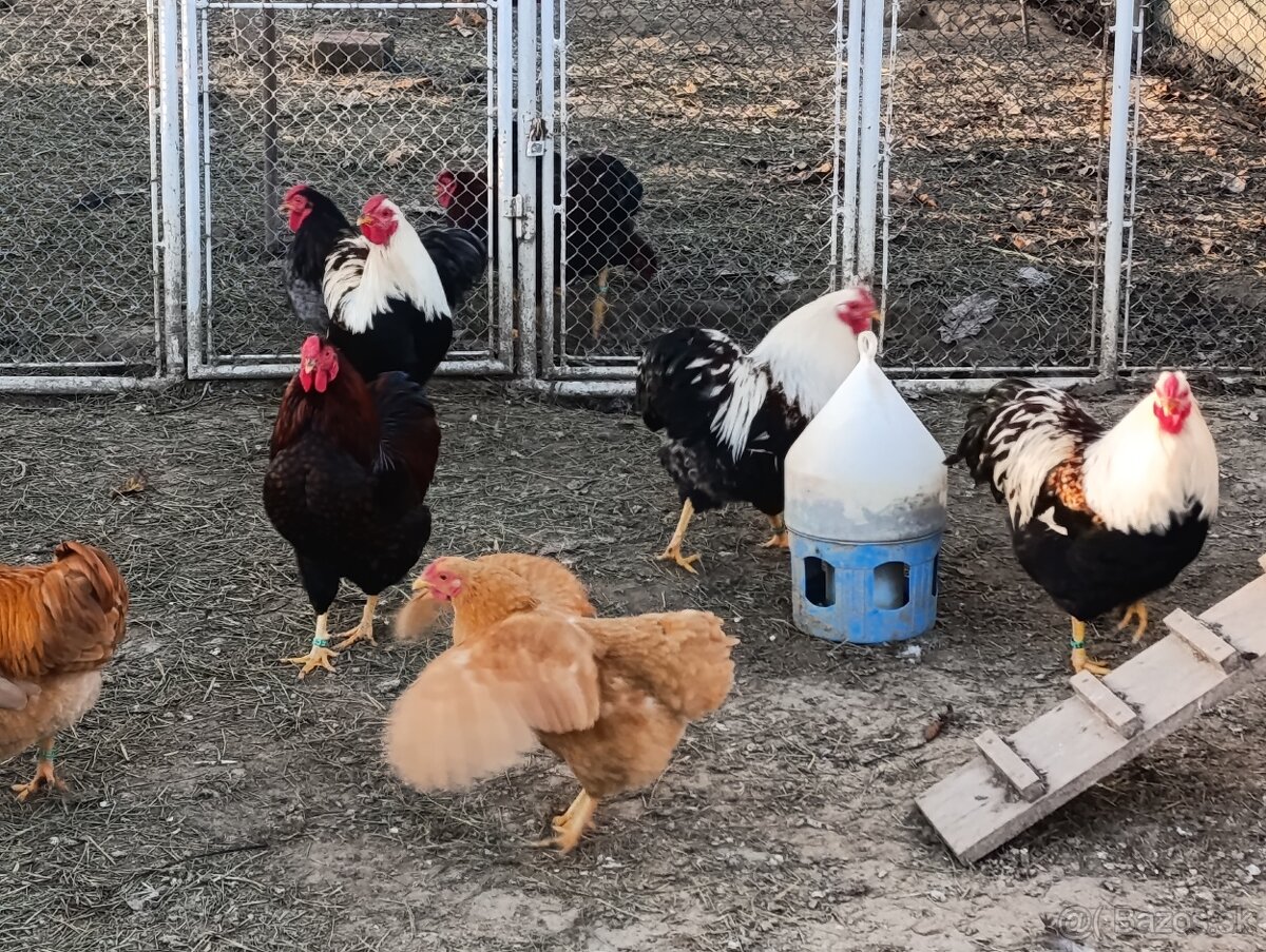 Zdrobnelá wyandotka - 2