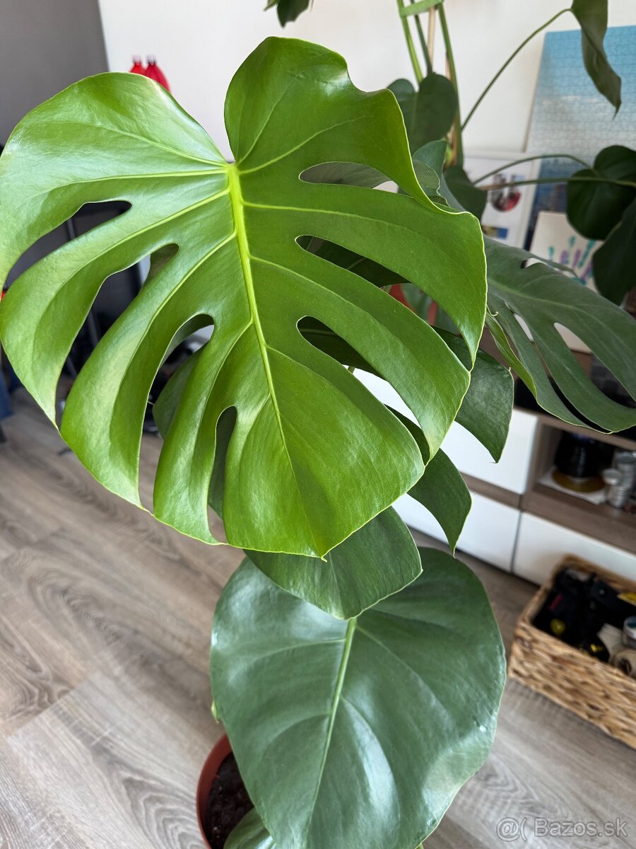 Monstera 100cm - 2