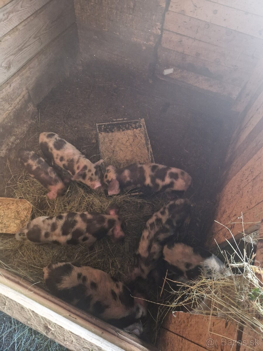 Prasa kune kune x klapouche - 2