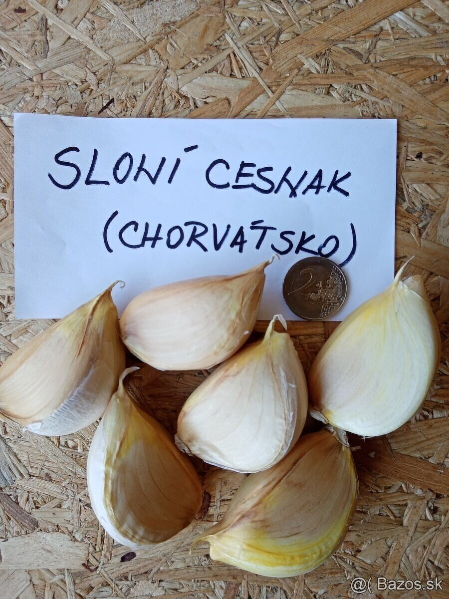 sloni cesnak - 2