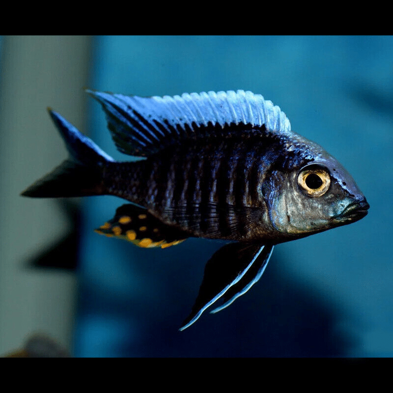Africké cichlidy - 2