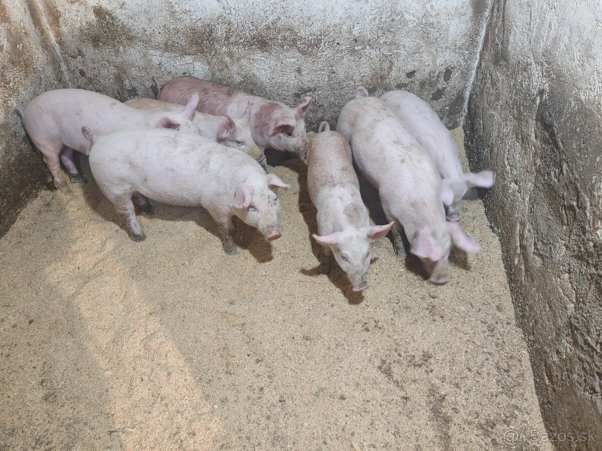 Predám odstavčatá - 2