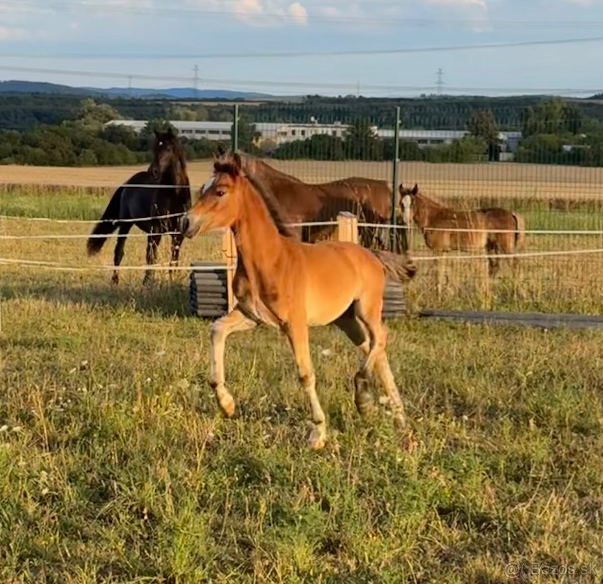 Hřebec Welsh Cob - 2