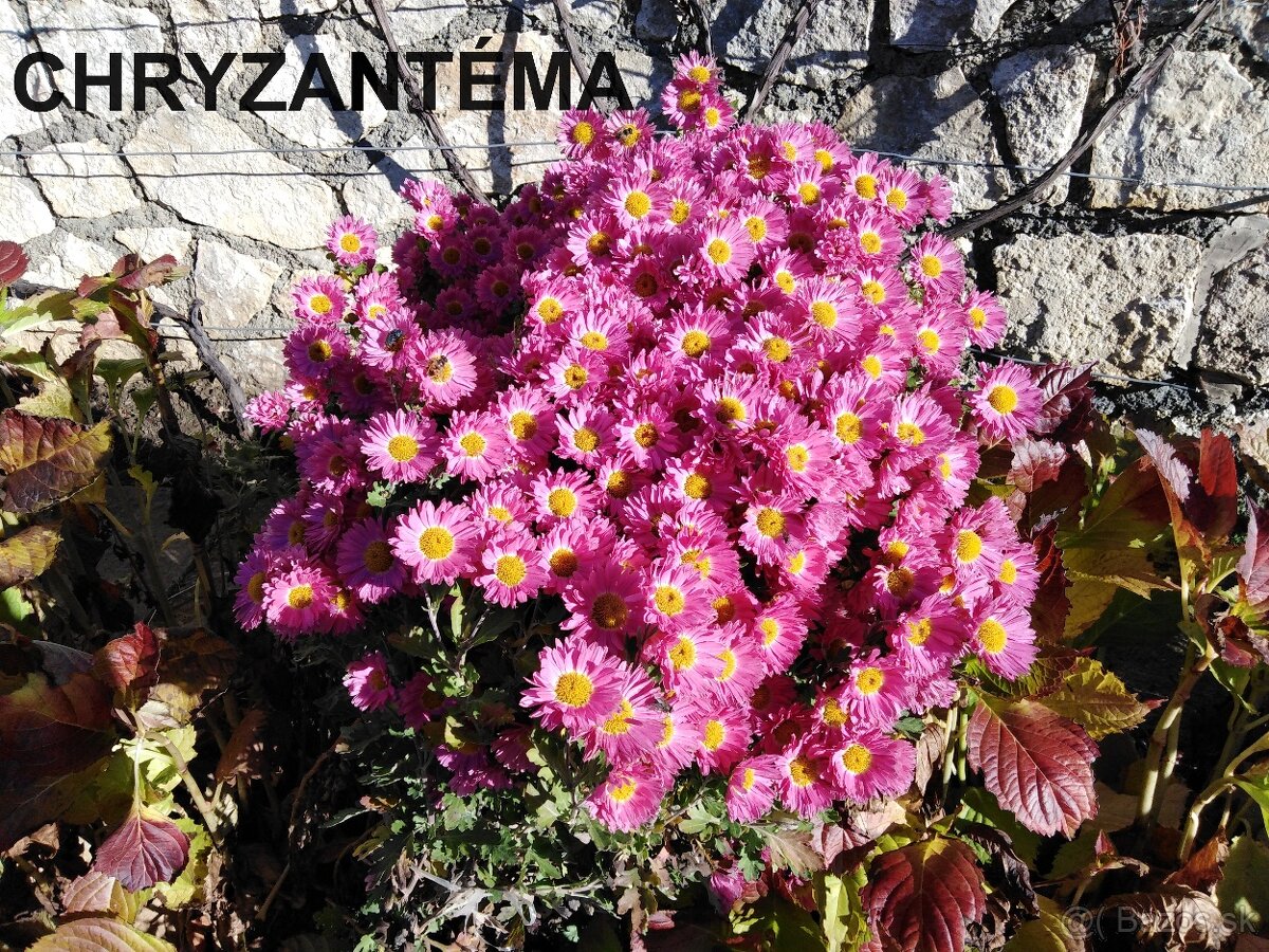 CHRYZANTÉMA staroružová - 2