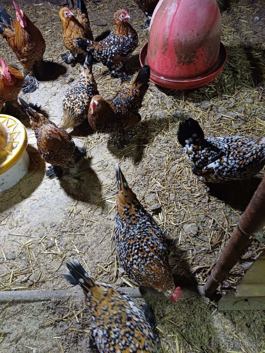 Násadové vjíčka - 2