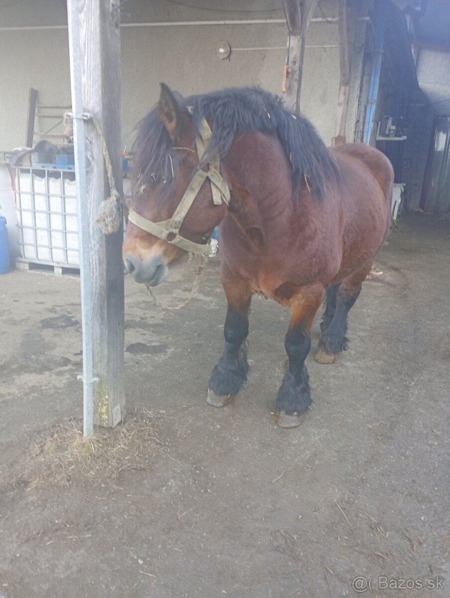 Ťažná kobyla - 2