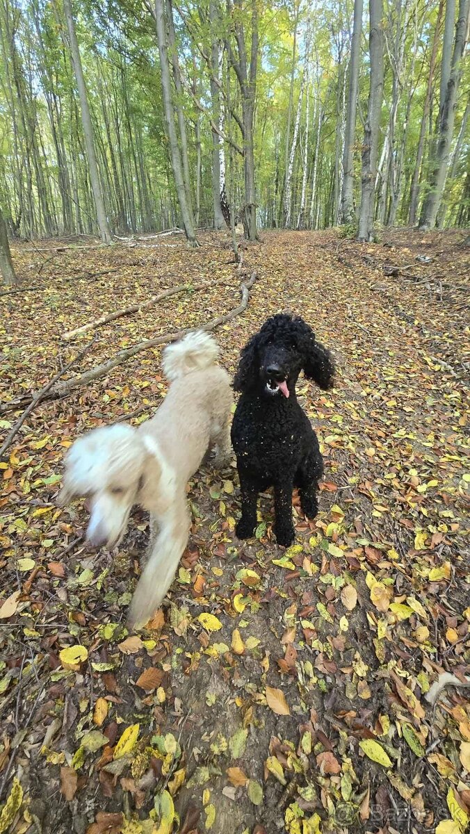 Labradoodle F1bb - 2