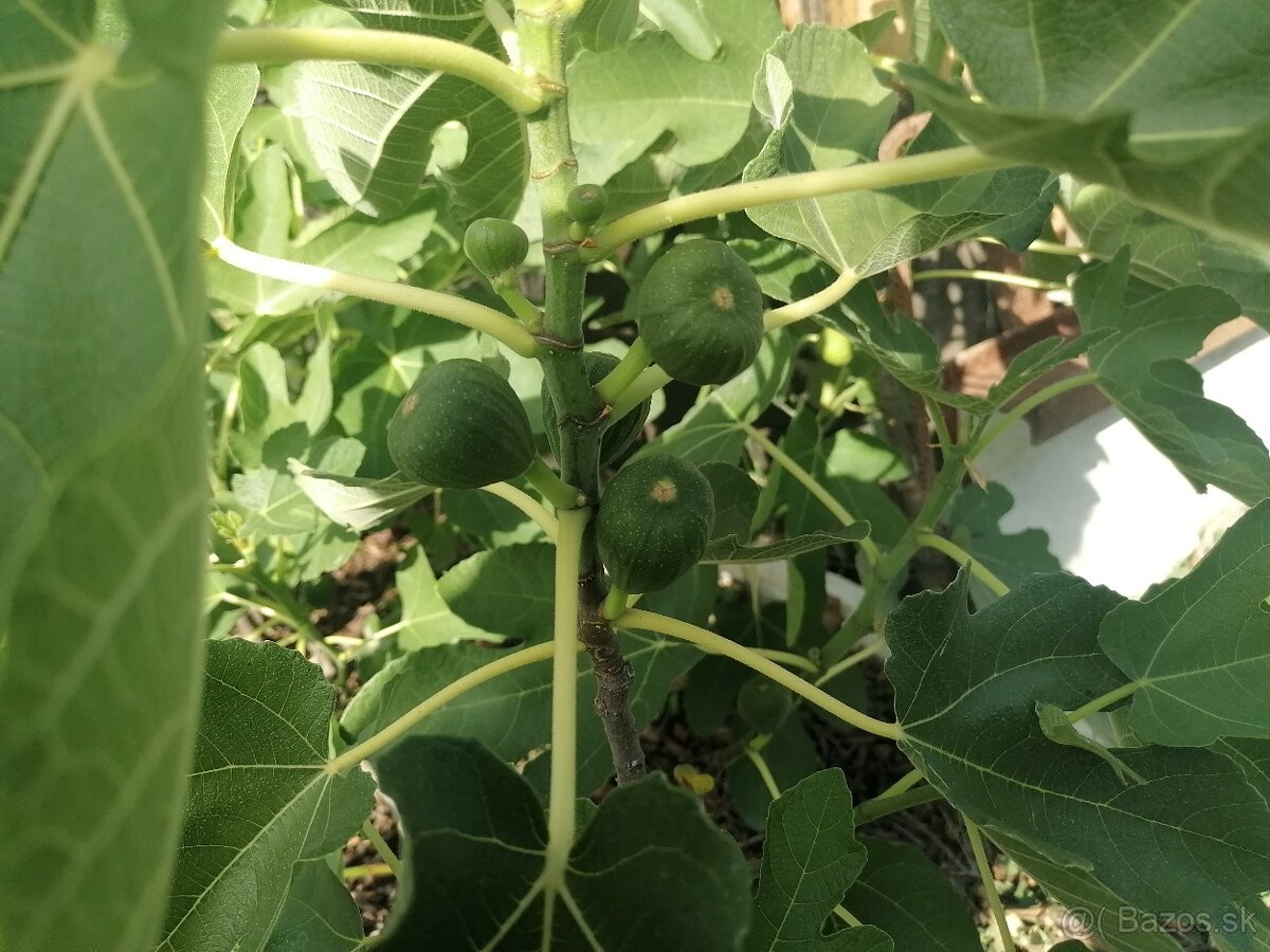 Figa, figy, figovnik - 2