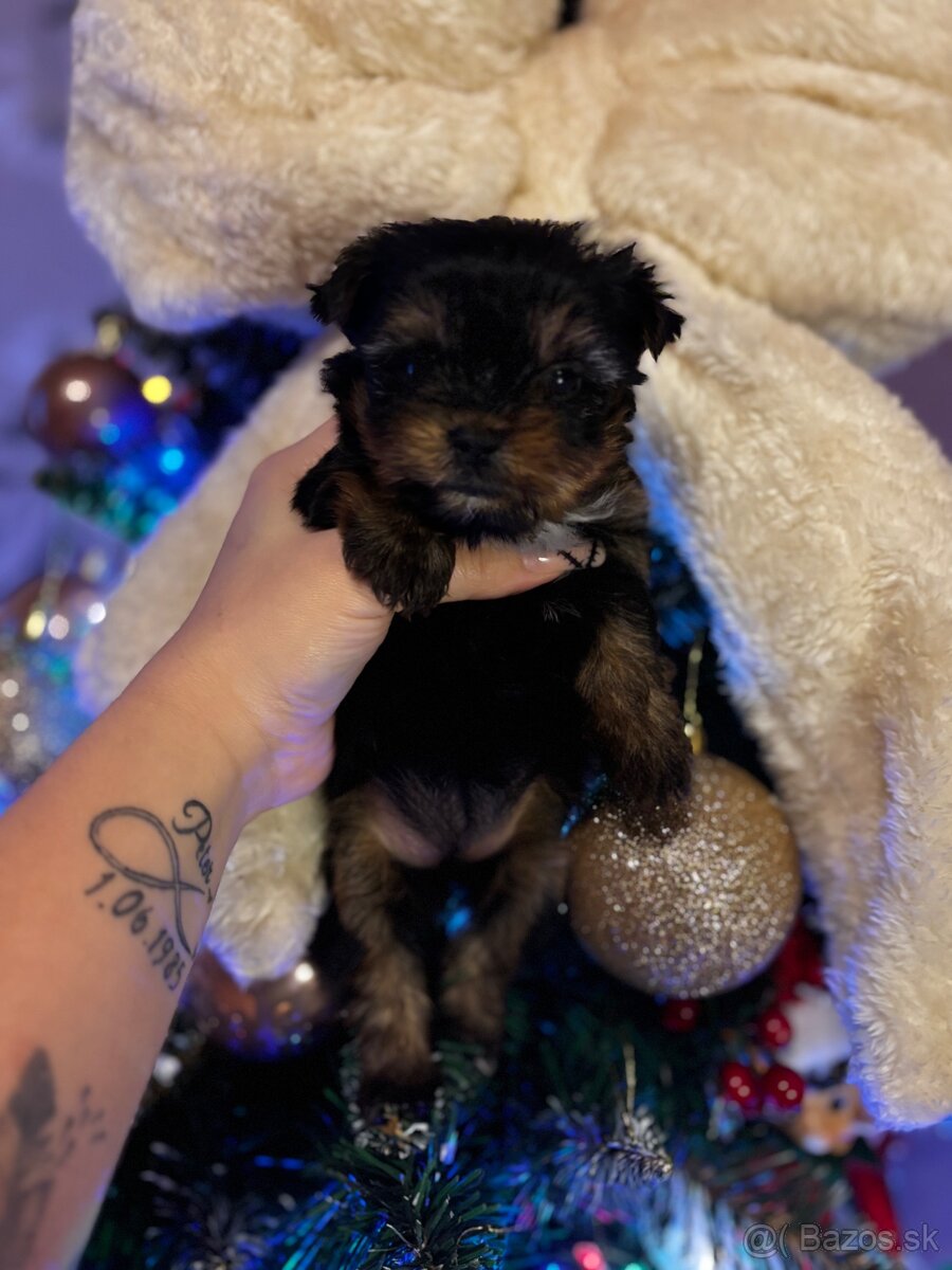 Yorkshirsky terier - 2