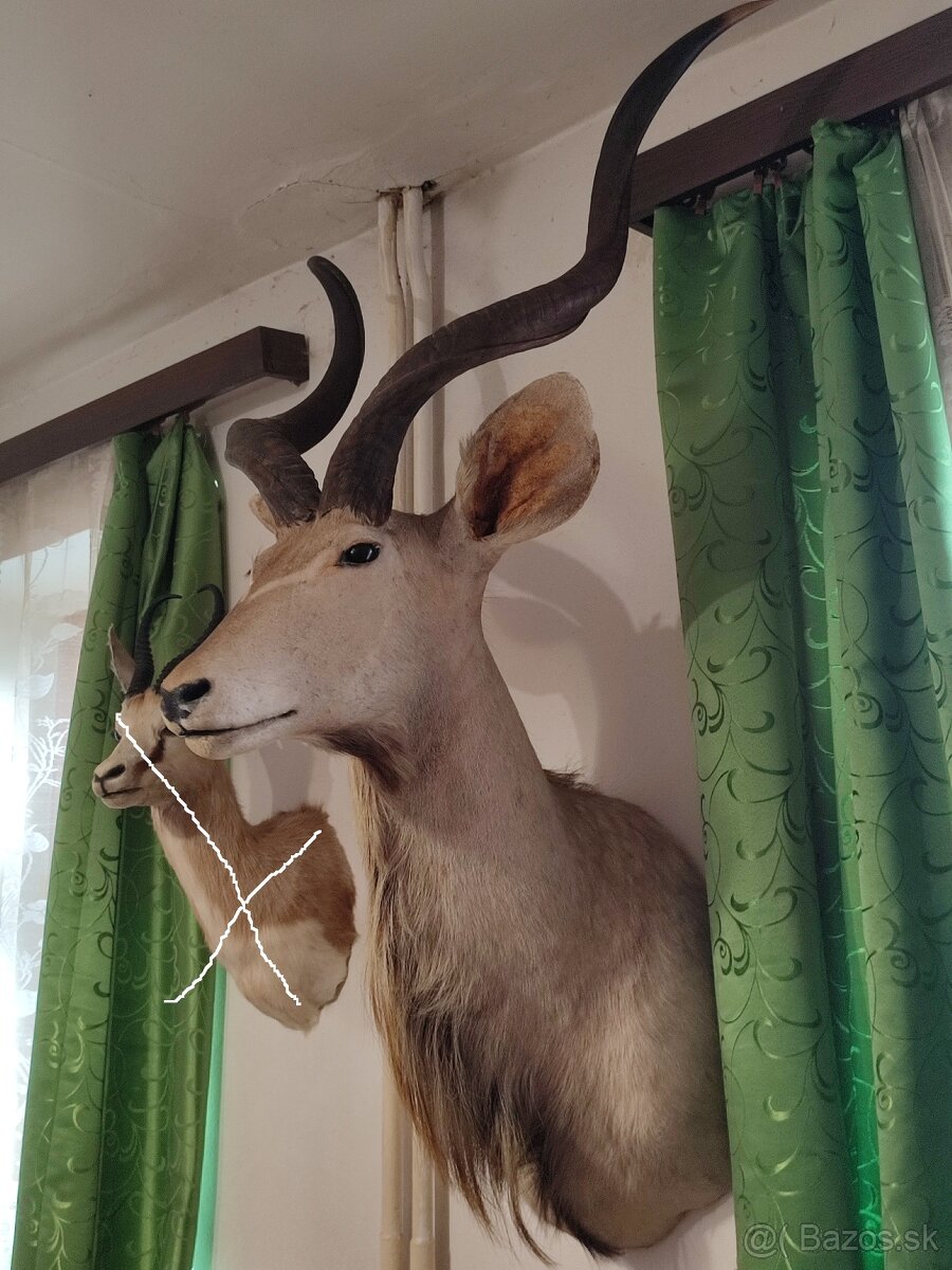 Trofej Kudu Velký za 360,-eur - 2