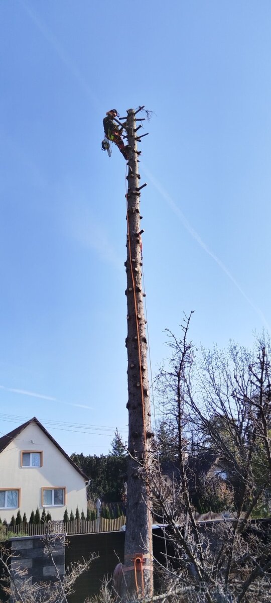 Vypilovanie stromov a výrub stromov - 2