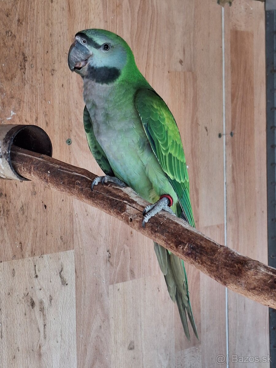 Alexander čínsky - 2