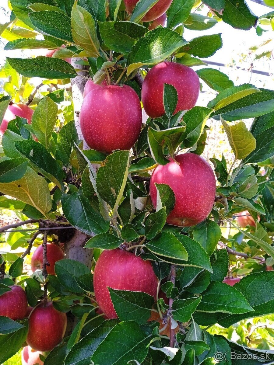 Predám jablká - 2