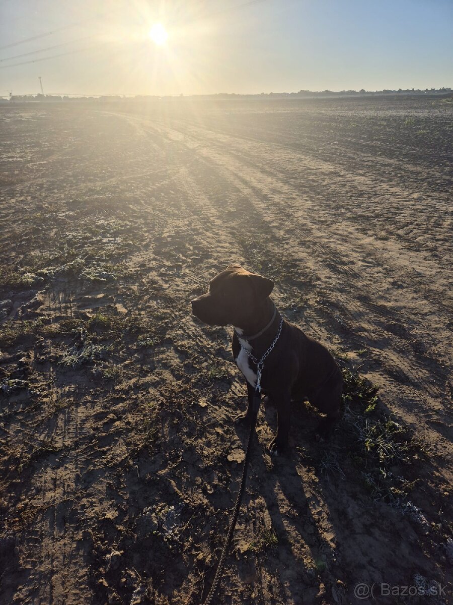 Darujem s ťažkým srdiečkom - 2