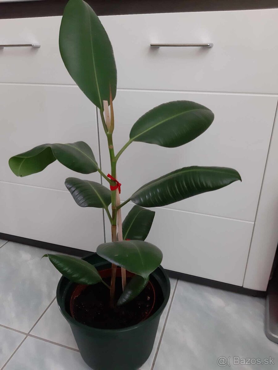 Veľké a malé kvety - 2