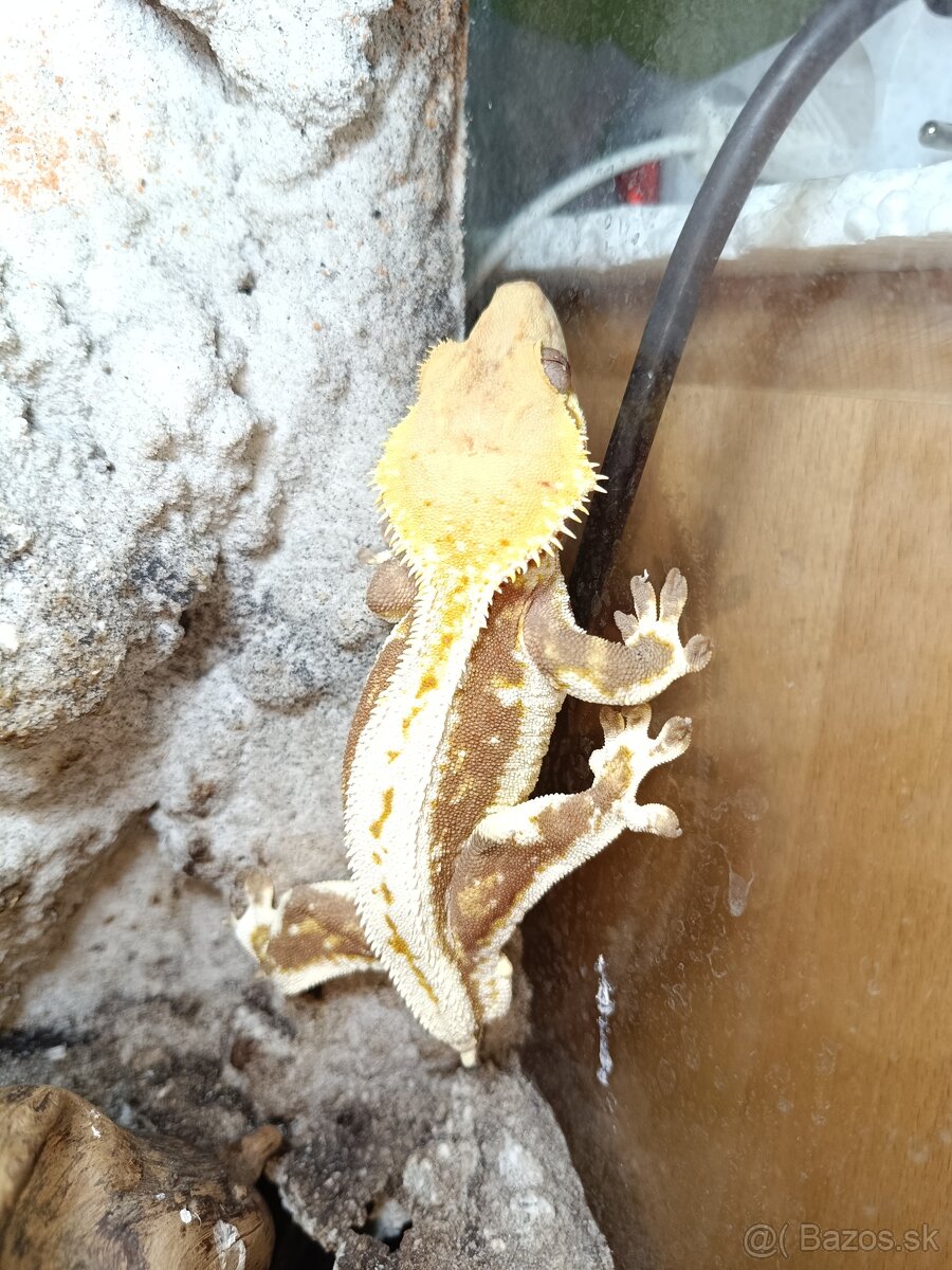 Pagekon riasnaty + terarium - 2