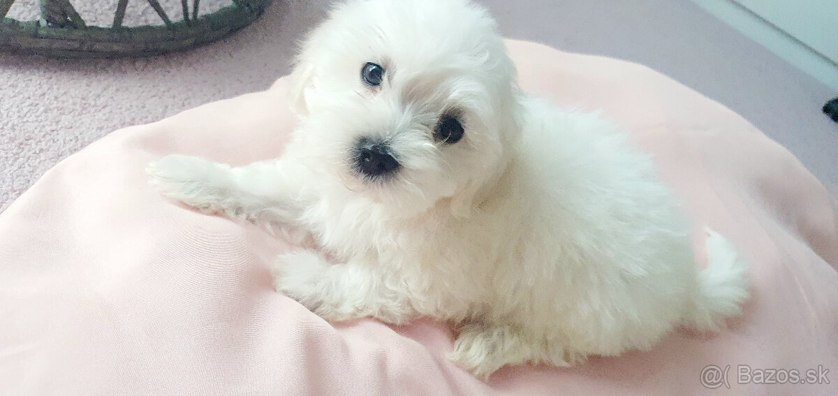 Predám šteniatko maltezáka (psík) - 2