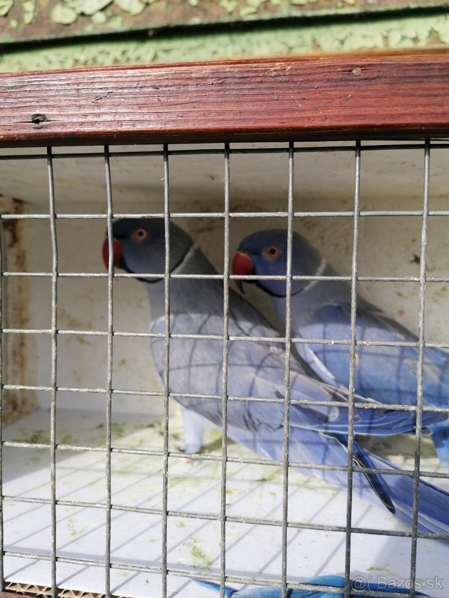 Alexander malý 23,24, 25 - 2