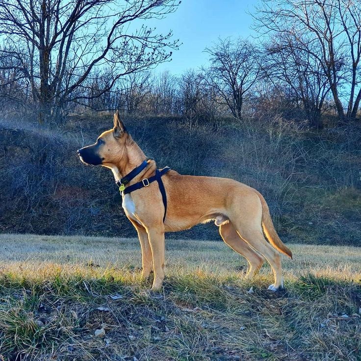 Kúpim šteňa - 2