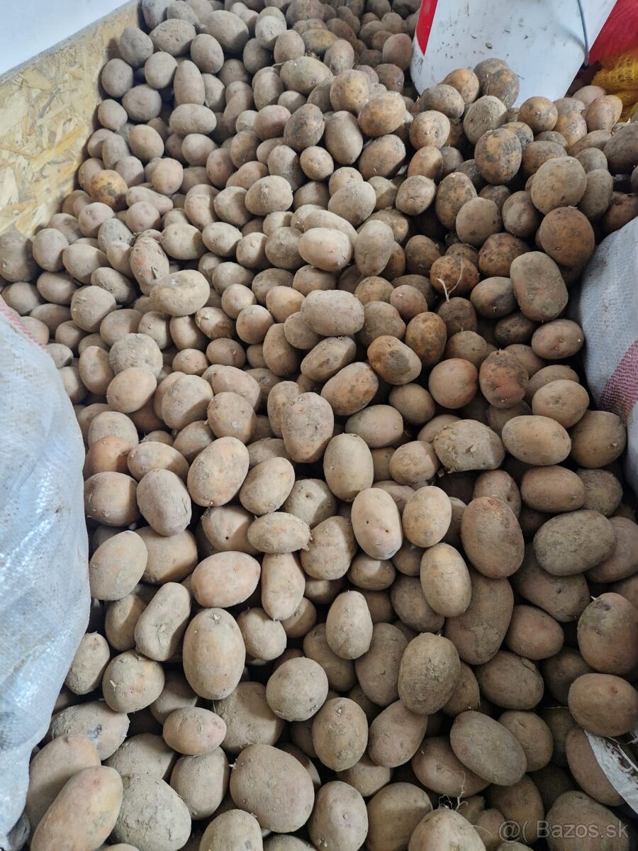 Sadbové zemiaky POCAHONTAS - 2