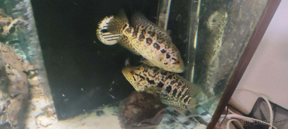 Ruším akvarium - 2