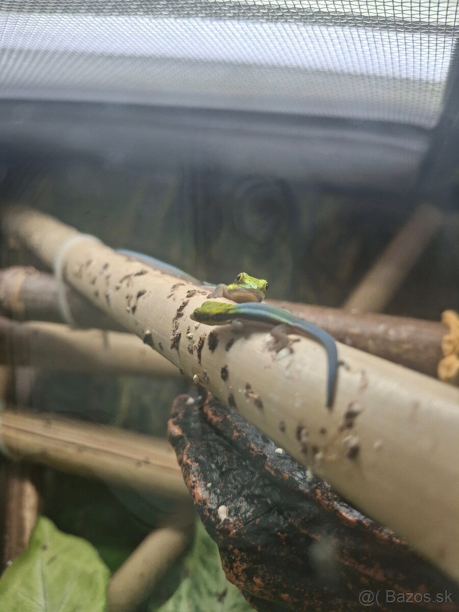 Phelsuma klemmeri - 2