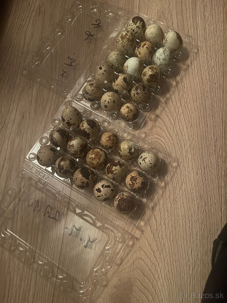 Prepeličie vajíčka - 2