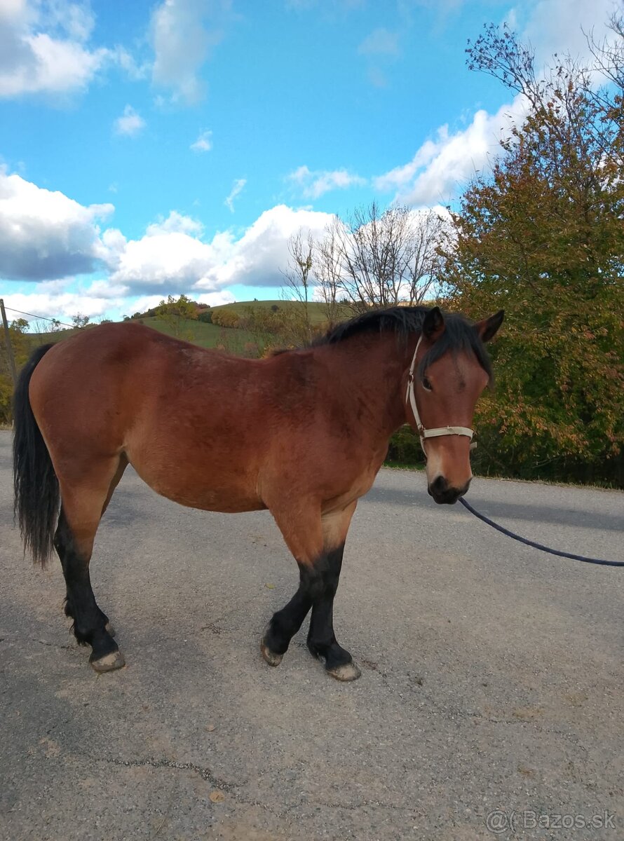 Klisna slezký norik - 2