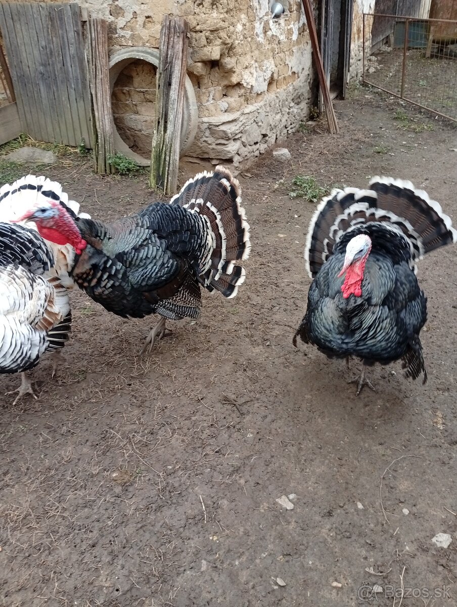 Predám morky bronzové - 2