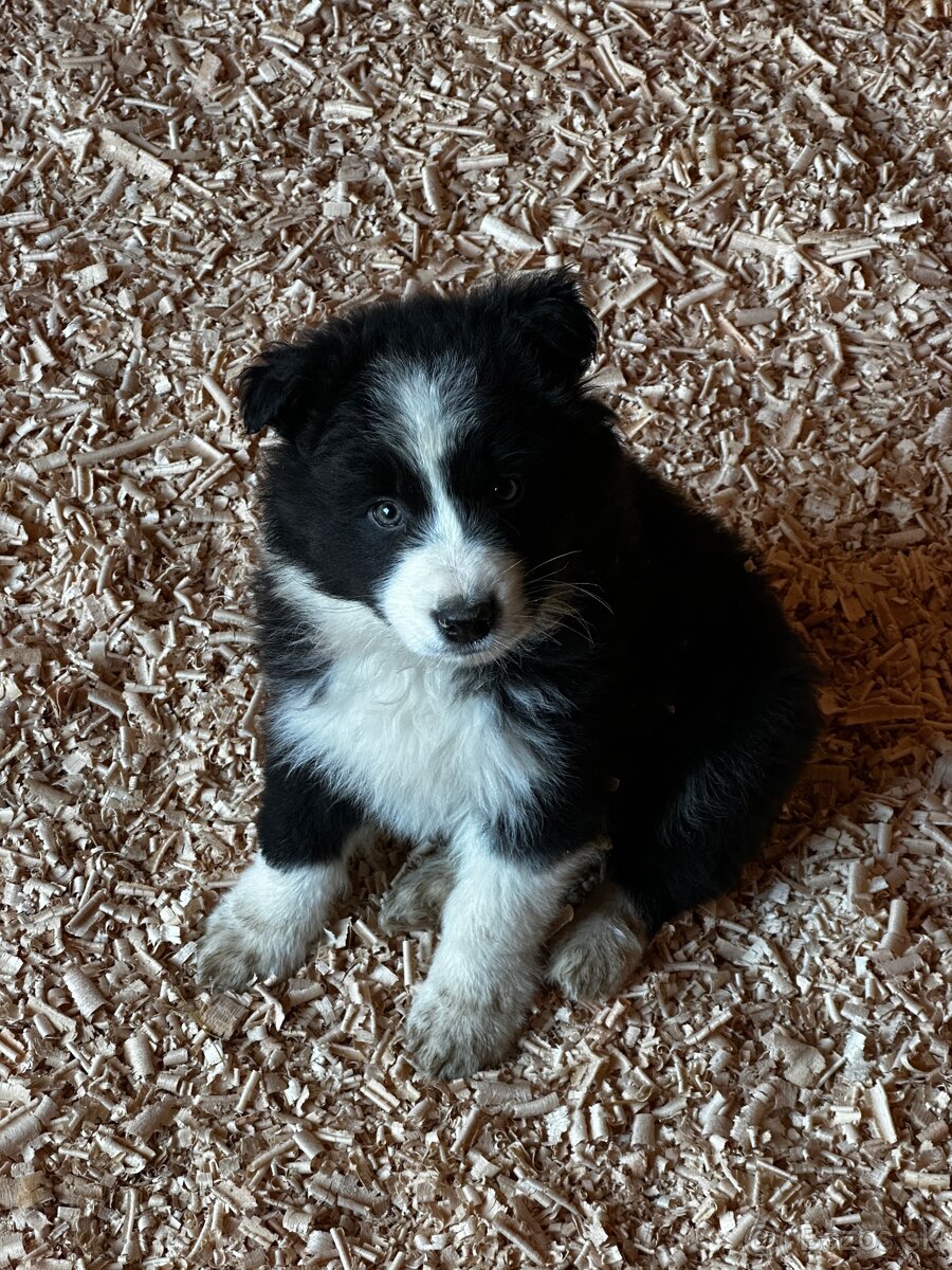 Šteniatka Border kólia - 2