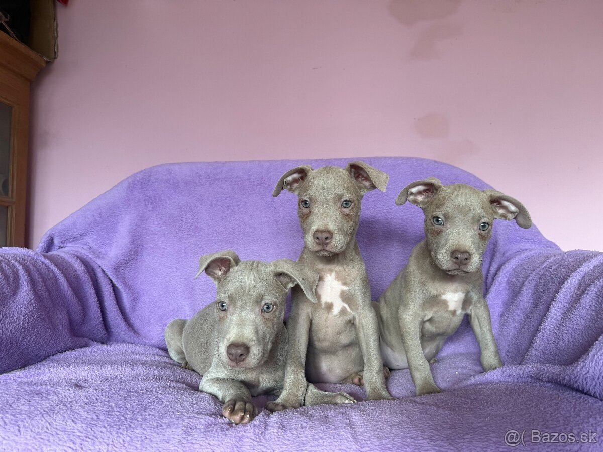 Americký pitbulterier s PP silverfawn rarita - 2