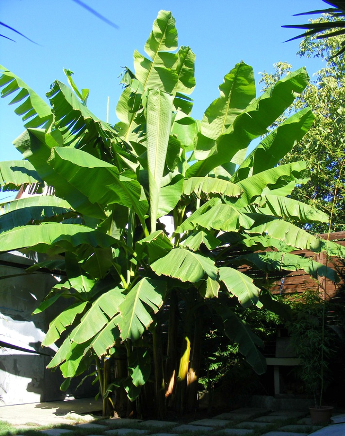 Musa basjoo - mrazuvzdorný banánovník - 2