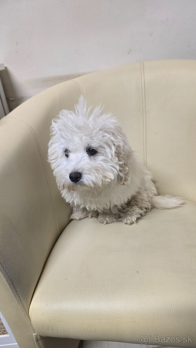 Maltipoo - 2