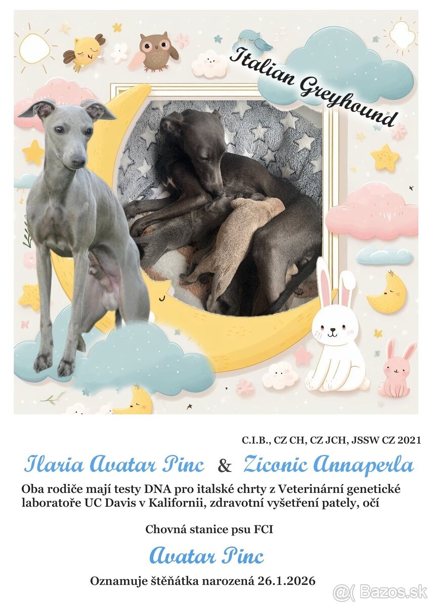 Talianský chrtík s rodokmenem CFI - 2