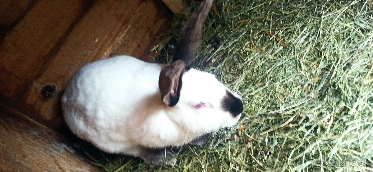 Predám králiky 4,5 mesačne - 2