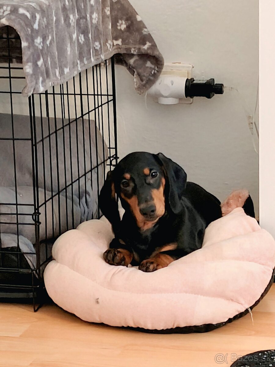 Predám 5 mesačné šteniatko - 2