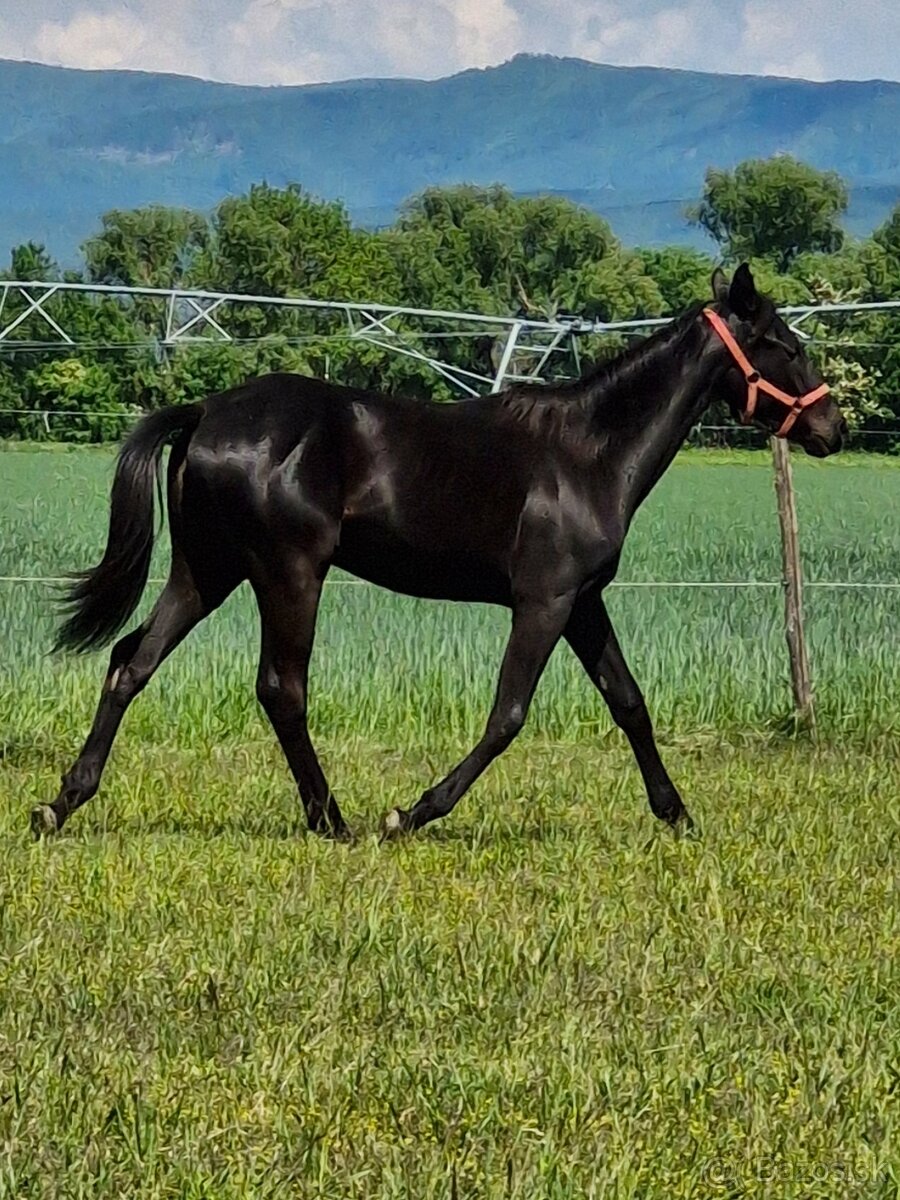Appaloosa kobylka - 2