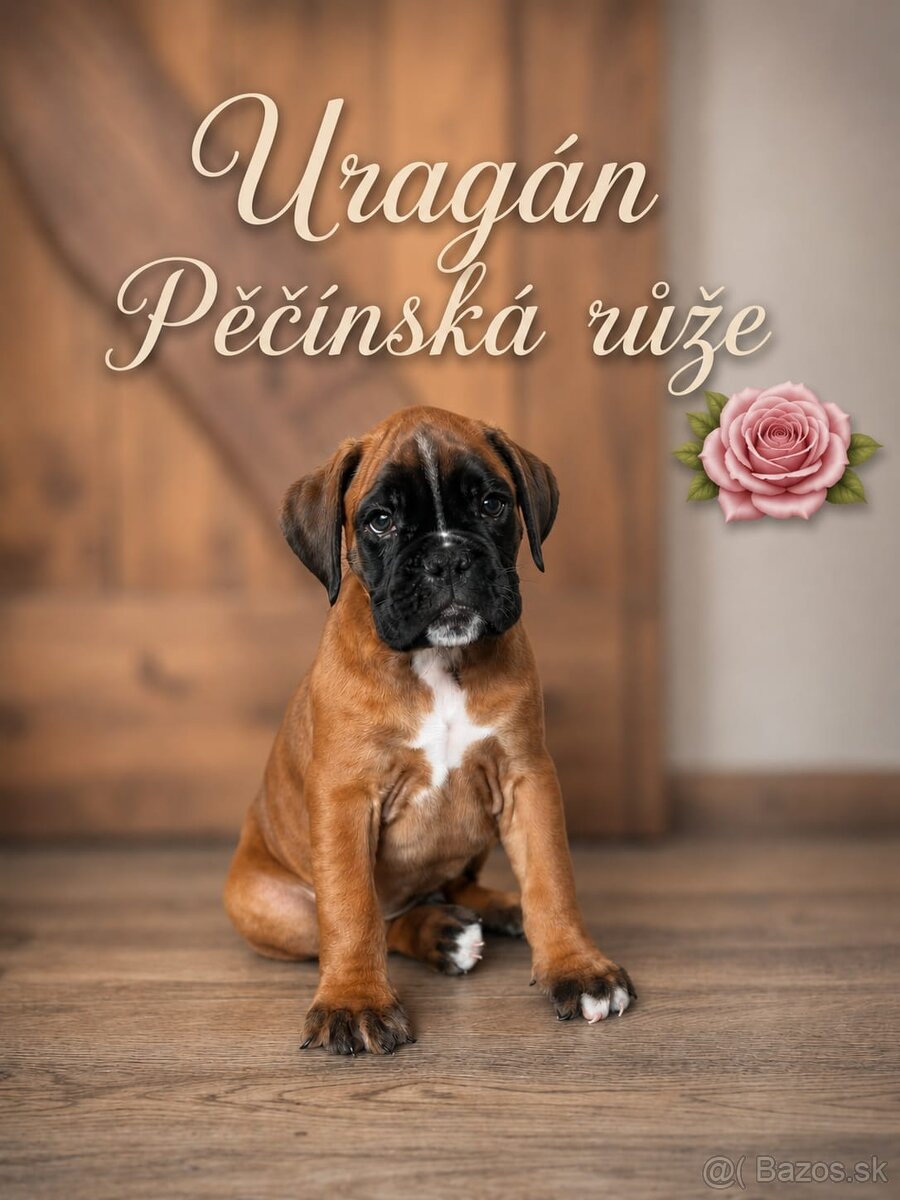 Německý boxer - 2