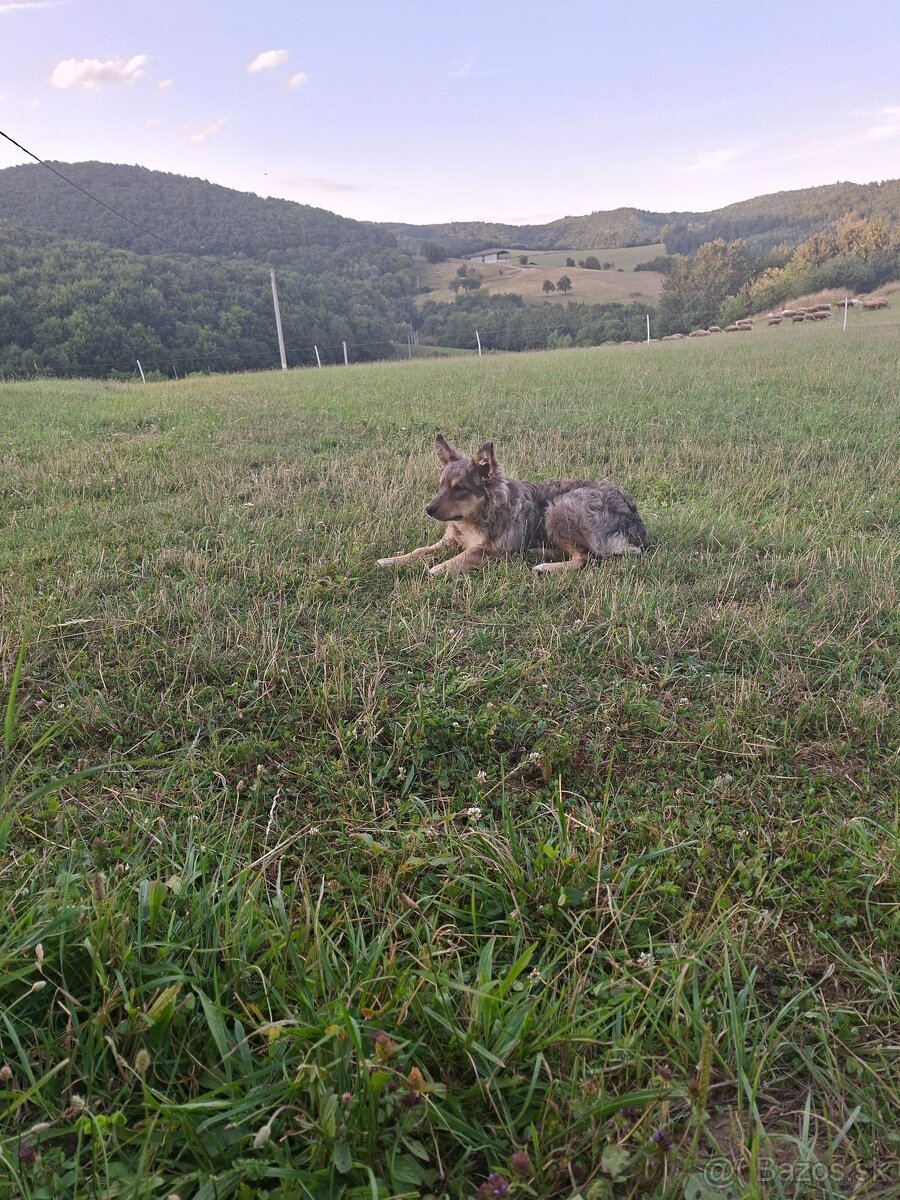 Pastiersky pes - 2