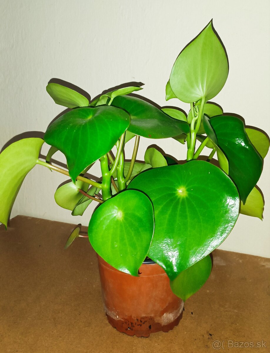 Peperomia - 2